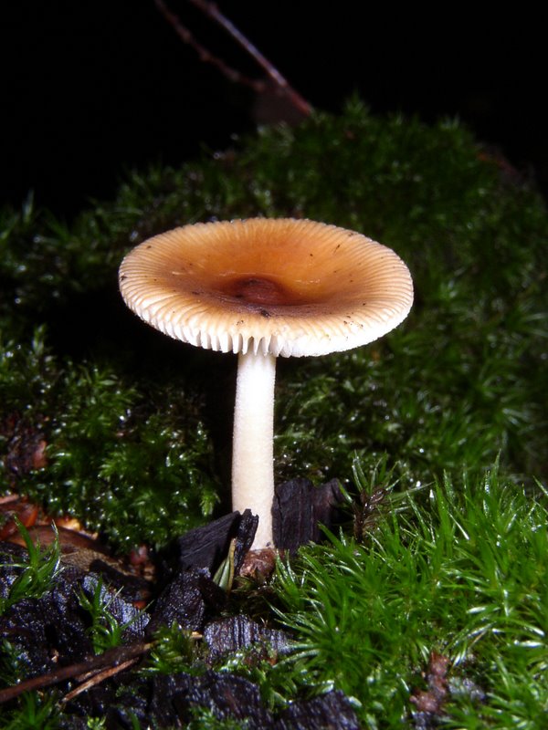 Amanite fauve   Amanita fulva